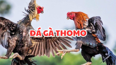 Cách chơi đá gà thomo hiệu quả: Cẩm nang cho người mới chơi